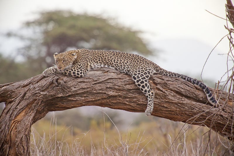 Lion Safari in Kenya